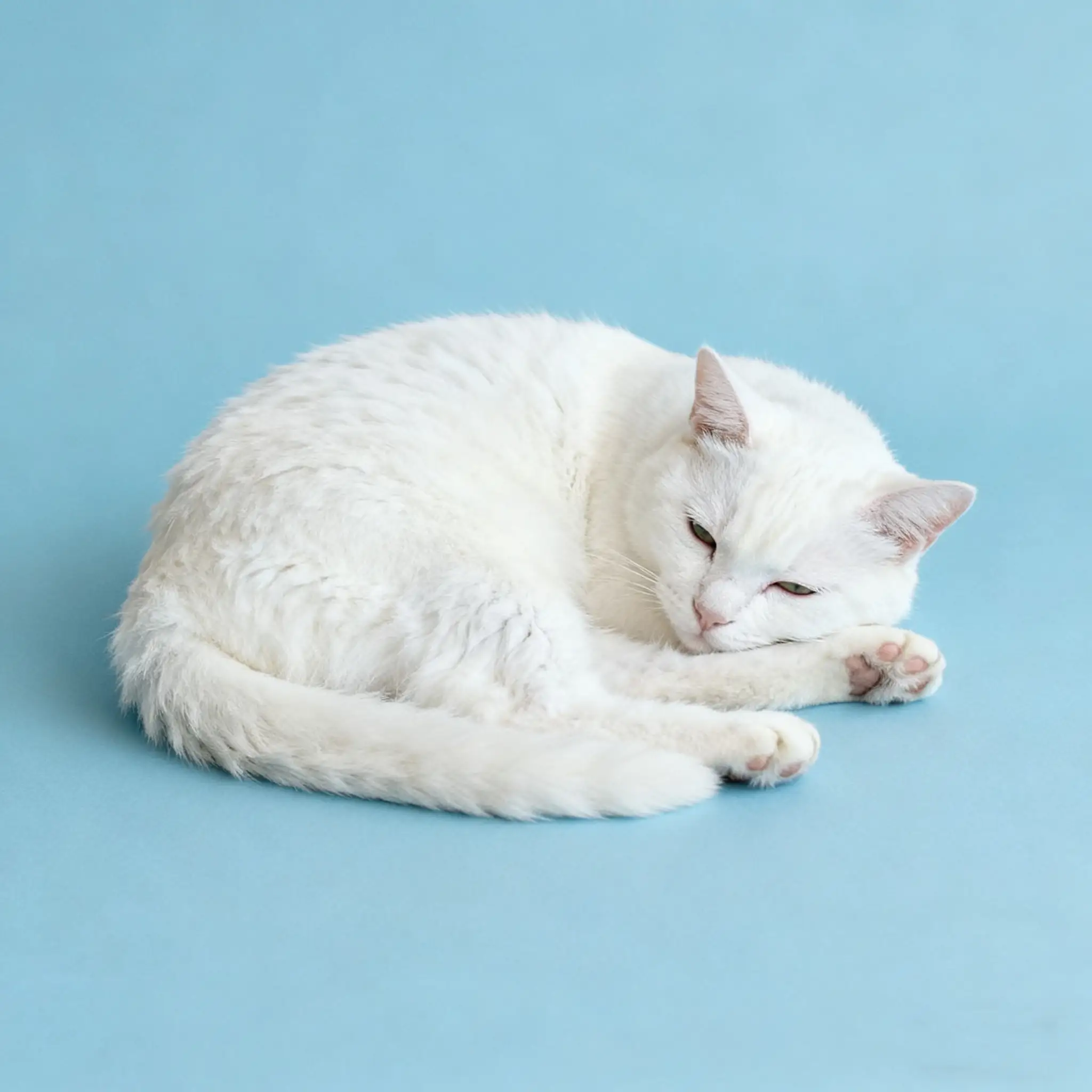 Cat with simple background